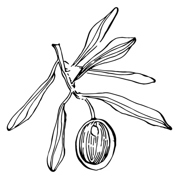 Zeytin ana hatları, beyaz arka planda izole edilmiş zeytin dalları, yapraklar, zeytinler, vektör siyah ve beyaz