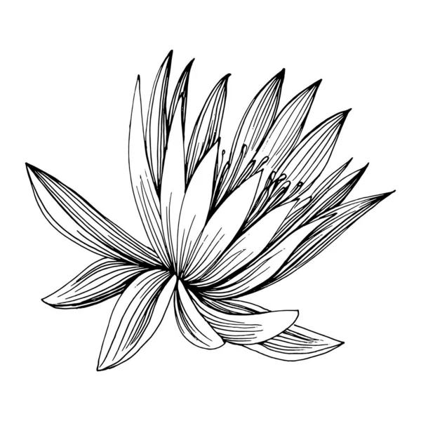 Nilüfer çiçeği. Çiçekli botanik çiçeği. İzole illüstrasyon elementi. Arkaplan, doku, ambalaj deseni, çerçeve veya kenar çizimi için vektör el.