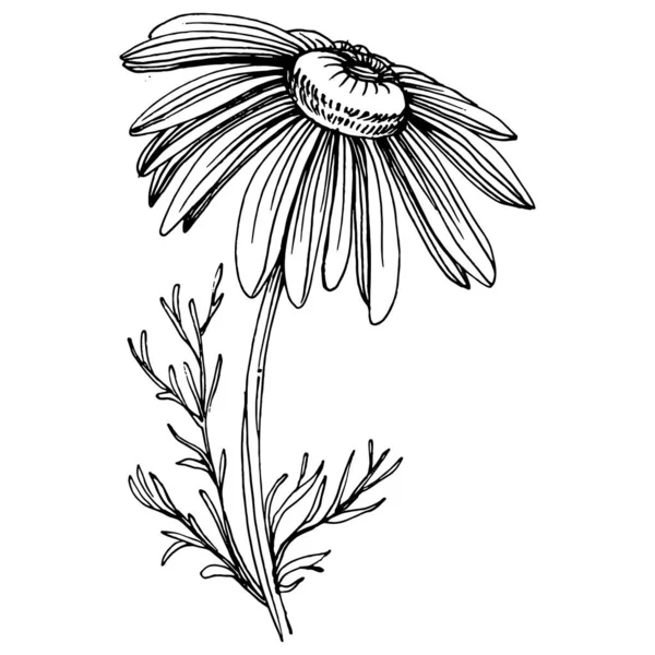 Papatya çayı elle çizilmiş. Daisy tekerleği