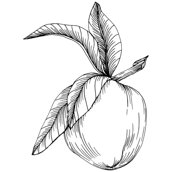 桃のスケッチベクトル分離 手描きイラストフルーツ 夏の食べ物はレトロな刻まれたスタイル 詳細なヴィンテージベジタリアンスケッチ あなたのデザインロゴ エンブレム ラベル ポスター メニューのための素晴らしい — ストックベクタ