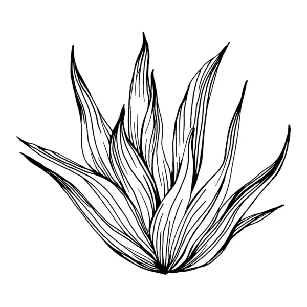 Lezzetli bir çiçek. Bitki bitkileri botanik kaktüsleri. İzole illüstrasyon elementi. Arkaplan, doku, ambalaj deseni, çerçeve veya kenar çizimi için vektör el.