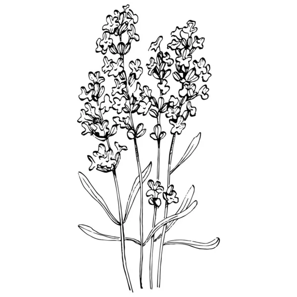 Lavanta çiçeği. Çiçekli botanik çiçeği. İzole illüstrasyon elementi. Arkaplan, doku, ambalaj deseni, çerçeve veya kenar çizimi için vektör el.