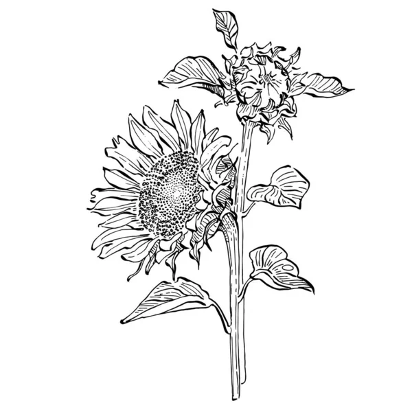 Çiçekli botanik çiçeği. İzole illüstrasyon elementi. Arkaplan, doku, ambalaj deseni, çerçeve veya kenar çizimi için vektör el.