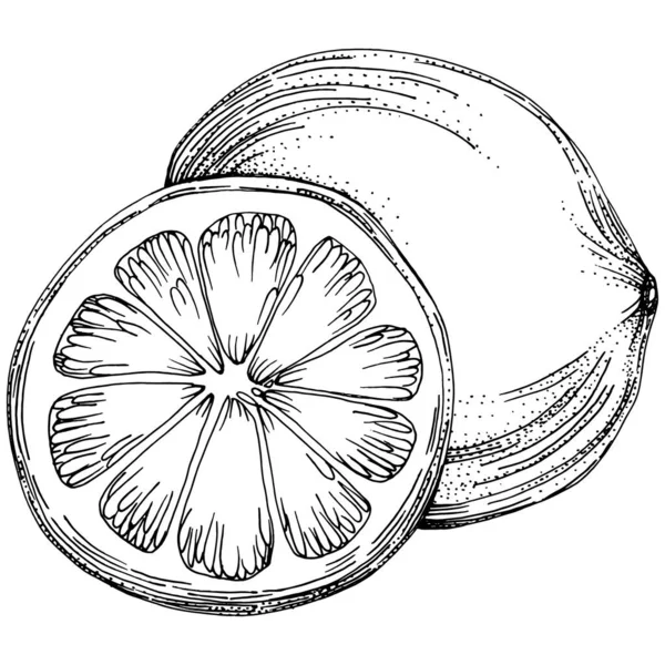 Vector Çizilmiş Kireç Limon Beyaz Arkaplan Resimlerinde Limon Yapraklı Egzotik — Stok Vektör