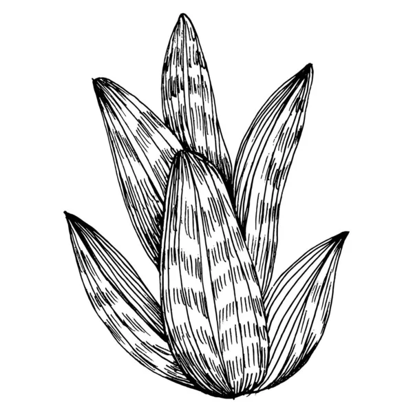 Παχύσαρκο Λουλούδι Φυτά Λουλουδιών Βοτανικός Κάκτος Μεμονωμένο Στοιχείο Απεικόνισης Διάνυσμα — Διανυσματικό Αρχείο
