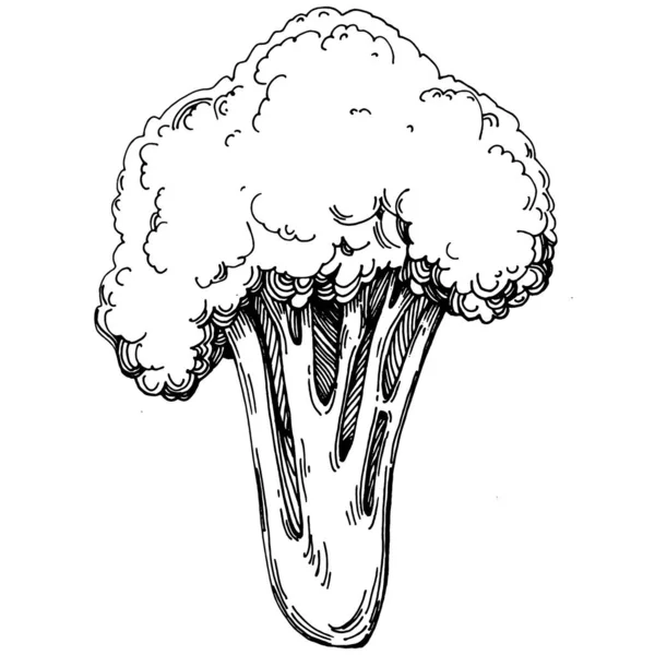 Broccoli Illustrazione Isolata Disegnata Mano Stile Inciso Sulle Verdure Disegno — Vettoriale Stock