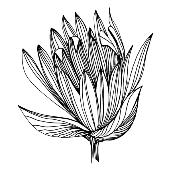 Nilüfer çiçeği. Çiçekli botanik çiçeği. İzole illüstrasyon elementi. Arkaplan, doku, ambalaj deseni, çerçeve veya kenar çizimi için vektör el.