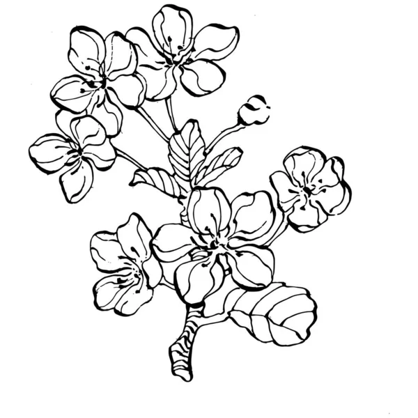 El çizimi Sakura çiçek logosu, çerçeve, sınır, promosyon unsuru. Damga şablonu. Minimalist monogram. Rustik zarif marka veya logottip arkaplan.