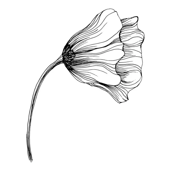 Poppies Flower Floral Botanical Flower Isolated Illustration Element Vector Hand — Διανυσματικό Αρχείο