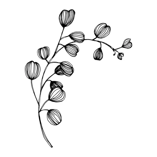 Feuilles Eucalyptus Fleur Botanique Florale Élément Illustration Isolé Dessin Vectoriel — Image vectorielle