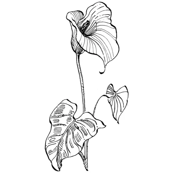 Fleur Tropicale Calla Par Dessin Main Logo Floral Lilium Tatouage — Image vectorielle