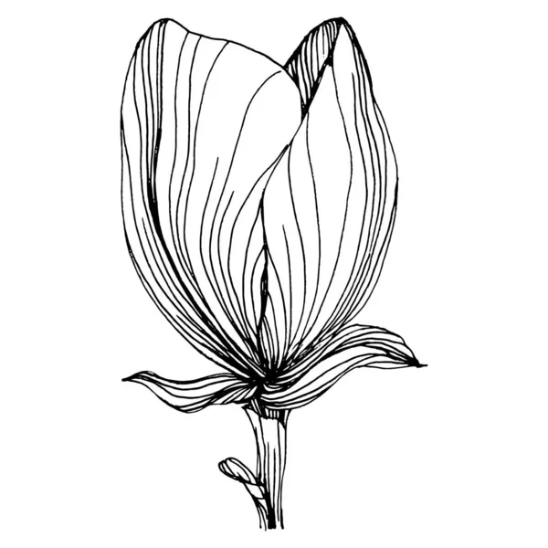 Magnolienblüte Florale Botanische Blume Isoliertes Illustrationselement Vektor Handzeichnung Wildflower Für — Stockvektor