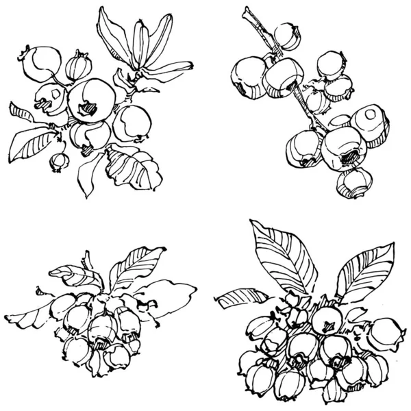 Yabanmersinli el klasik klipsli resim çiziyor. Sanat tarzında detaylandırılmış böğürtlen logosu ya da dövme. Siyah ve beyaz izole edilmiş. Amblem için antika vintage gravür