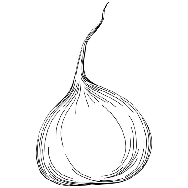 Χαρακτική Διανυσματική Απεικόνιση Τεύτλων Λευκό Φόντο Λαχανικό Τροφίμων Σκαλιστό Αντικείμενο — Διανυσματικό Αρχείο
