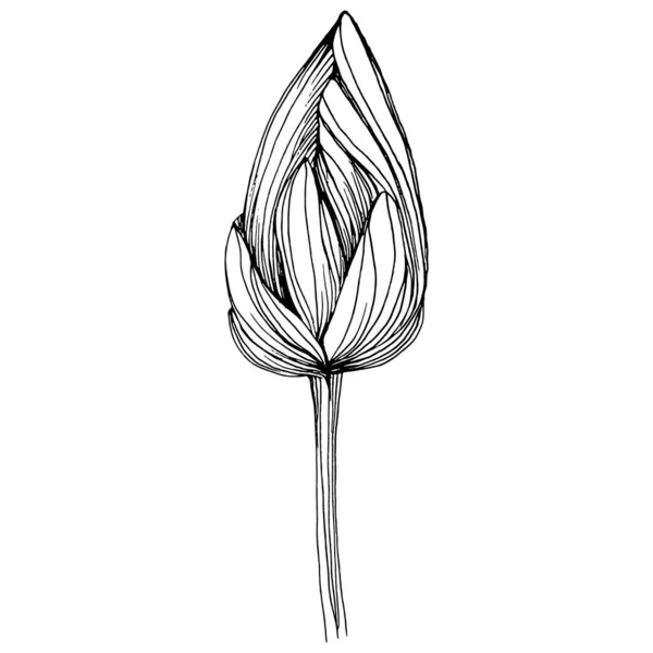 Lotus Flower Floral Botanical Flower Isolated Illustration Element Vector Hand — Stockvector