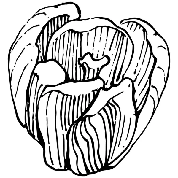 크로우 플라워 스케치 일러스트는 사프란 아트에 분리되어 테두리의 귀여운 꽃송이와 — 스톡 벡터