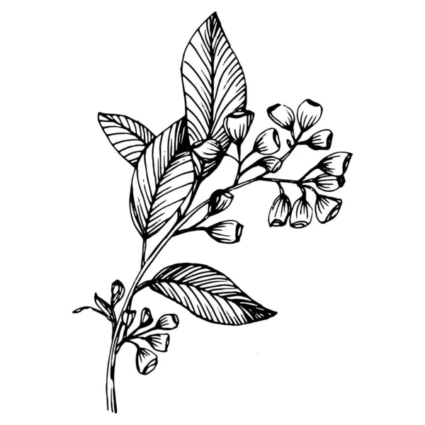 Foglie Eucalipto Fiore Botanico Floreale Elemento Illustrazione Isolato Fiordaliso Vettoriale — Vettoriale Stock