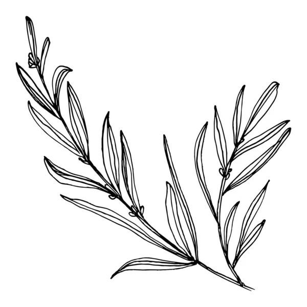 Lavendelbloem Bloemen Botanische Bloem Geïsoleerd Illustratie Element Vector Hand Tekening — Stockvector