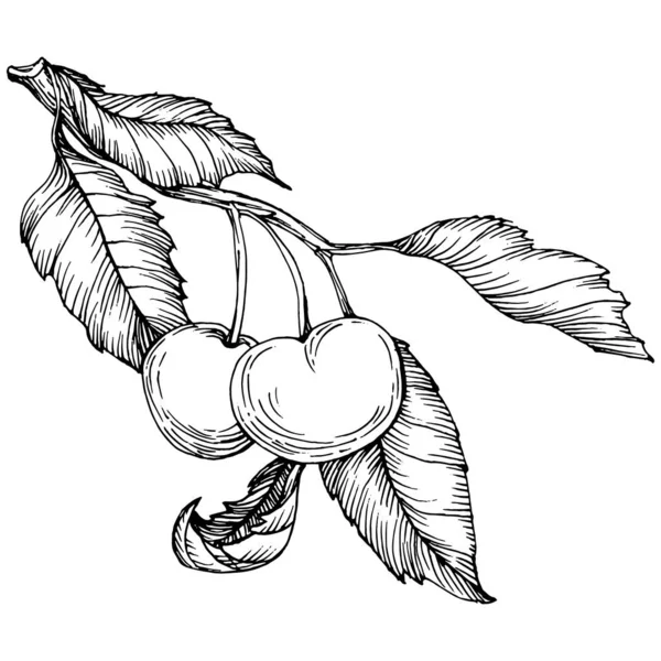 Kiraz çizimi izole edildi. Beyaz arka planda siyah beyaz klipsli sanat. Antika vintage gravür çizimi.