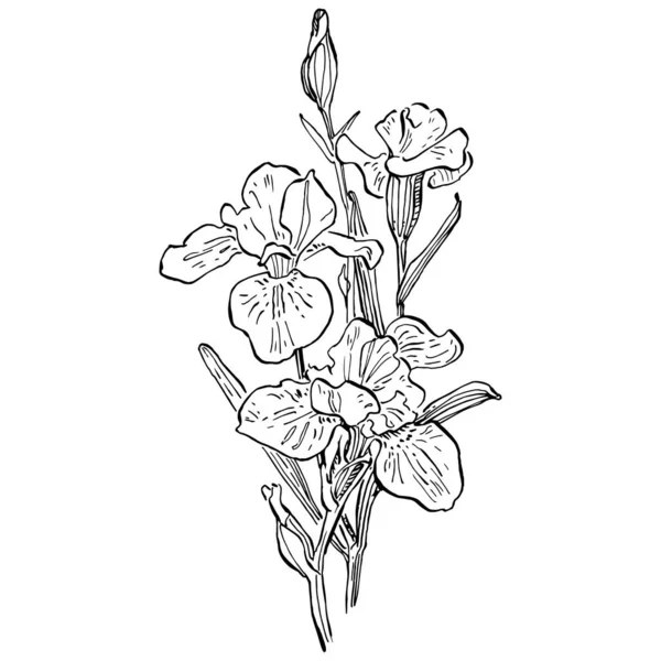 Çiçek açar. Çiçekli botanik çiçeği. İzole illüstrasyon elementi. Arkaplan, doku, ambalaj deseni, çerçeve veya kenar çizimi için vektör el.