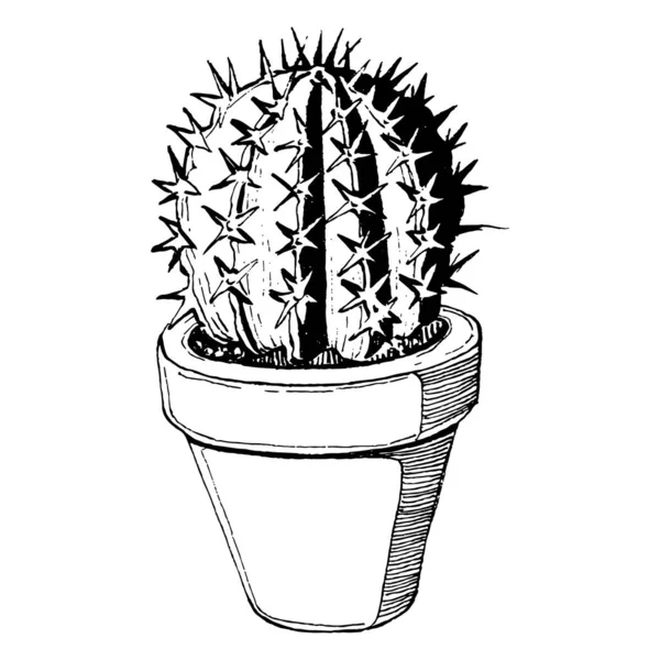 Cacti Geïsoleerde Illustratie Een Witte Achtergrond Cactus Pictogrammen Logo Element — Stockvector