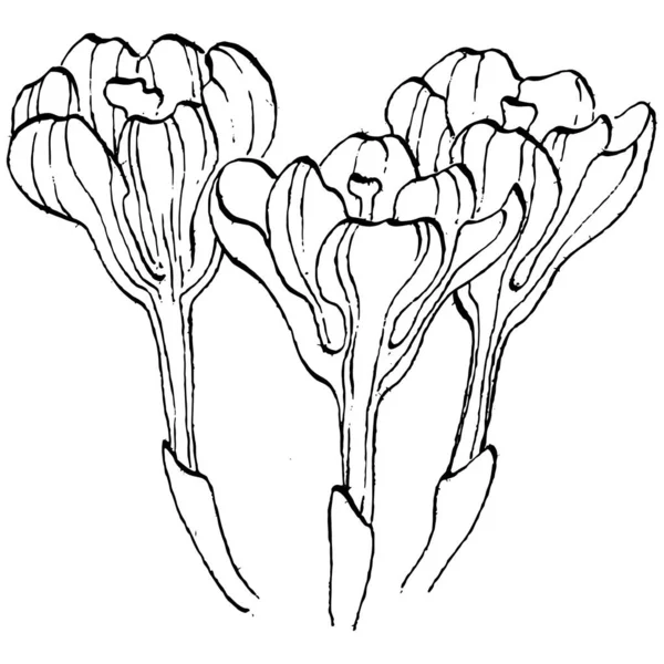 Crocus çiçek vektörü çizimi beyaz arka planda izole edilmiş, safran çizgisi sanatı. Siyah çizgili şirin bir çiçek ve beyaz arka planda beyaz bir uçak..