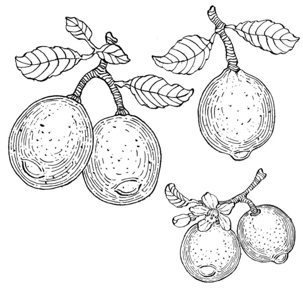 Citron Izolované Bílém Pozadí Ekologické Esenciální Olej Rytý Styl Náčrt — Stockový vektor
