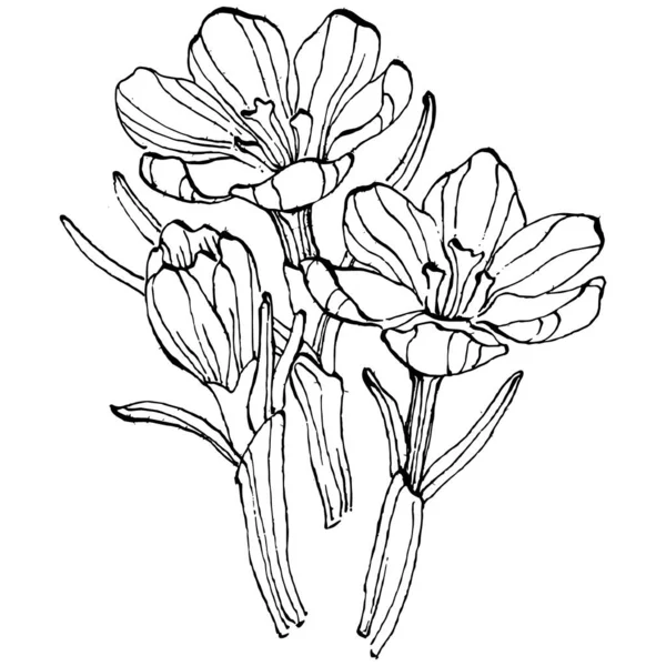 Crocus çiçek vektörü çizimi beyaz arka planda izole edilmiş, safran çizgisi sanatı. Siyah çizgili şirin bir çiçek ve beyaz arka planda beyaz bir uçak..