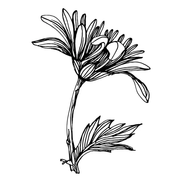 Kasımpatı elle çizilmiş. Çiçek dövmesi sanat tarzında detaylı. Çiçek dövmesi konsepti. Beyaz arka planda siyah beyaz klipsli sanat. Antika vintage gravür çizimi.