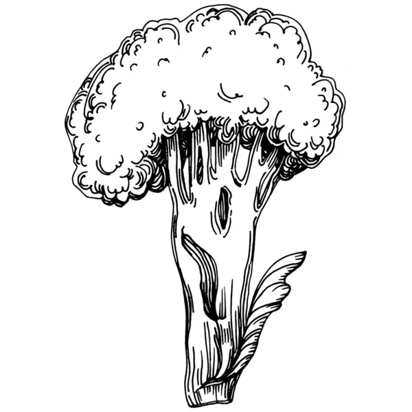 Broccoli Geïsoleerde Hand Getekend Illustratie Plantaardige Gegraveerde Stijl Schets Vegetarische — Stockvector