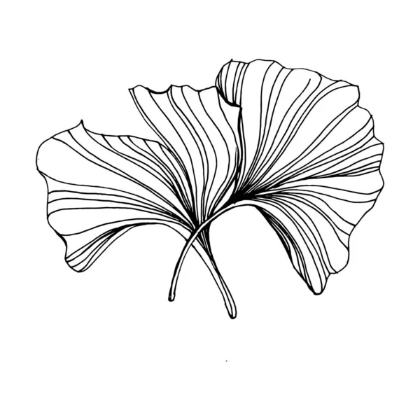 Ginkgo bitkisi elle çizilmiş. Çiçek dövmesi sanat tarzında detaylı. Beyaz arka planda siyah beyaz klipsli sanat. Logo için antika vintage oyma çizimi