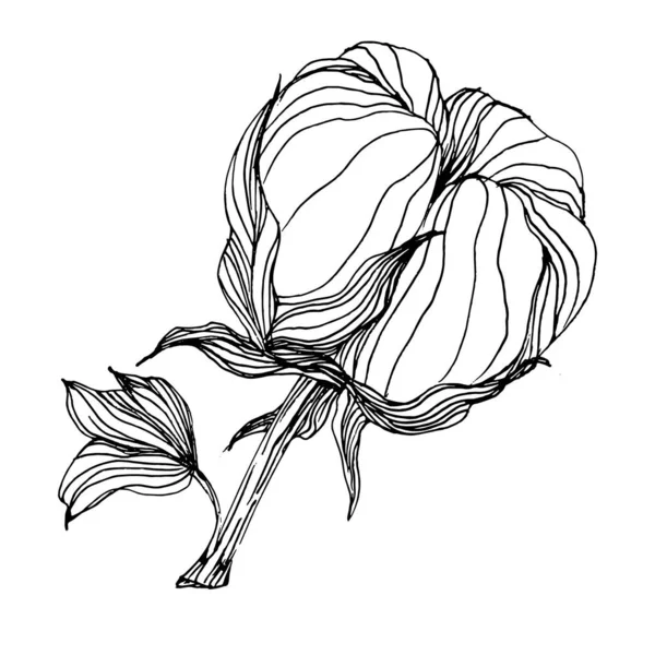 Pamuk çiçeği. Çiçekli botanik çiçeği. İzole illüstrasyon elementi. Arkaplan, doku, ambalaj deseni, çerçeve veya kenar çizimi için vektör el.