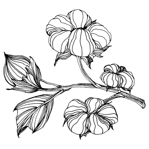 Cotton Flower Floral Botanical Flower Isolated Illustration Element Vector Hand — Stock vektor