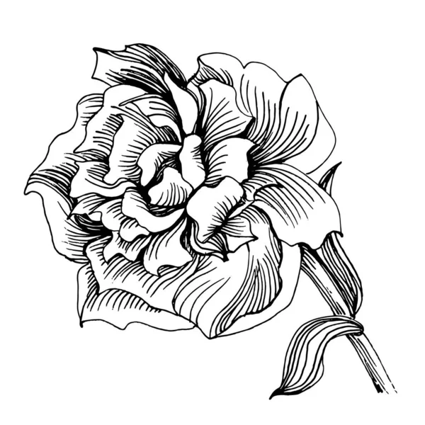 Flor Peonía Peonías Botánicas Florales Elemento Ilustración Aislado Dibujo Mano — Vector de stock