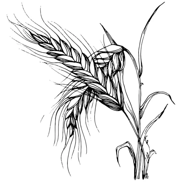 小麦の耳の手の図面 保護と安全性のヴィンテージイラストのシンボルを彫刻 ログのためのアンティークヴィンテージ彫刻イラスト — ストックベクタ
