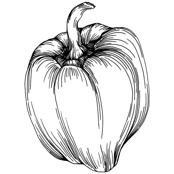 Biber sebzeleri taslak vektör çizimi. İşlemeli stil. Tarım piyasasında ürün. Tasarım menüsü, etiket, rozet, pankart ve tanıtım için en iyi yer. 