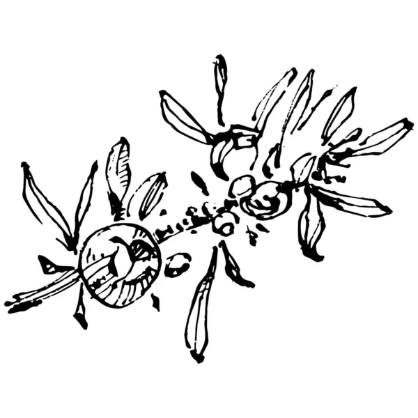 Векторный Рисунок Можжевельника Изолированная Винтажная Иллюстрация Ягод Ветке Органический Эфирный — стоковый вектор