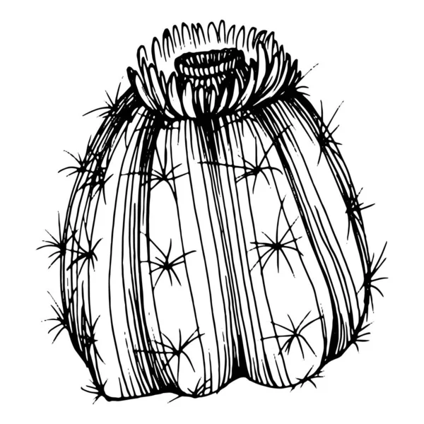 Cactus Sketsa Untuk Logo Floral Lezat Tato Tanaman Sangat Rinci - Stok Vektor
