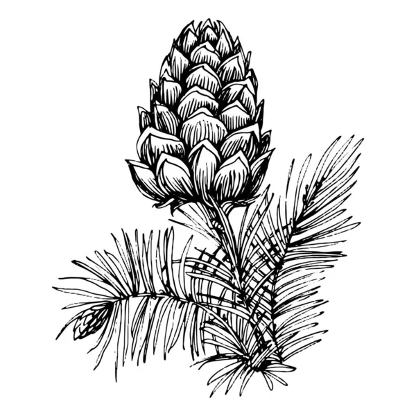 Orman Sonbaharı ve Kış Doğası. Ladin dalları, meşe palamutları, kozalaklar, dökülen yapraklar. İzole illüstrasyon elementi. Arkaplan, doku, çerçeve veya kenar için yaban çiçeği çizen vektör el.