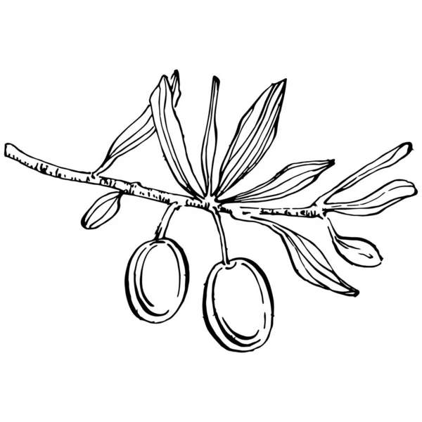 Zeytin ana hatları, beyaz arka planda izole edilmiş zeytin dalları, yapraklar, zeytinler, vektör siyah ve beyaz