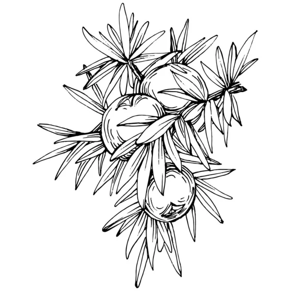 Juniper vektör çizimi. Böğürtlen dalında izole edilmiş eski bir illüstrasyon. Organik yağ oymalı taslak. Güzellik ve kaplıca, kozmetik malzeme. Etiket, poster, broşür, paket için harika