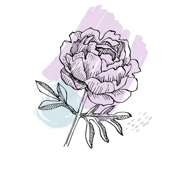 Flor Peónia Floral Flor Botânica Isolado Elemento Ilustração Vector Mão — Vetor de Stock