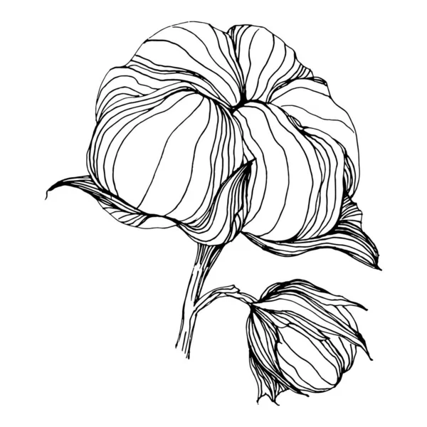 Cotton Flower Floral Botanical Flower Isolated Illustration Element Vector Hand — Stock Vector