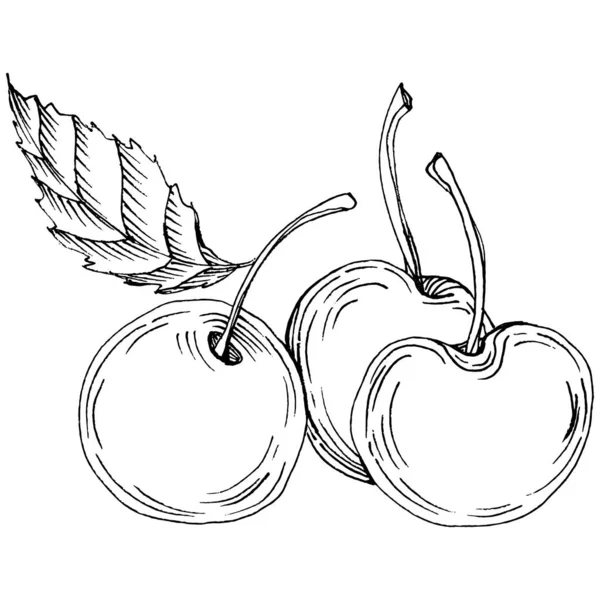 Kirazlı el klasik klipsli resim. Sanat tarzında detaylandırılmış böğürtlen logosu ya da dövme. Siyah ve beyaz izole edilmiş. Amblem için antika vintage gravür