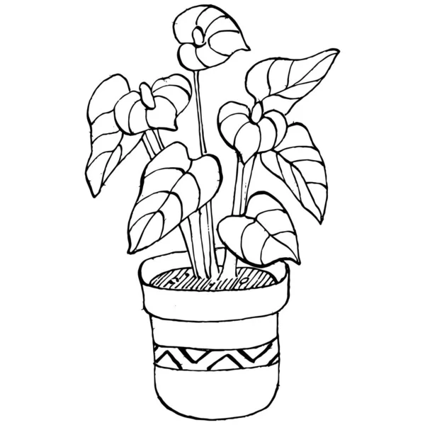 Inicio Planta Macetas Bosquejo Esquema Dibujo Ilustración Aislada Flores Crecimiento — Vector de stock