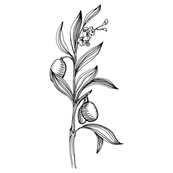 Olivskisselement Olivkvistar Isolerade Vektor Hand Teckning Wildflower För Bakgrund Textur — Stock vektor