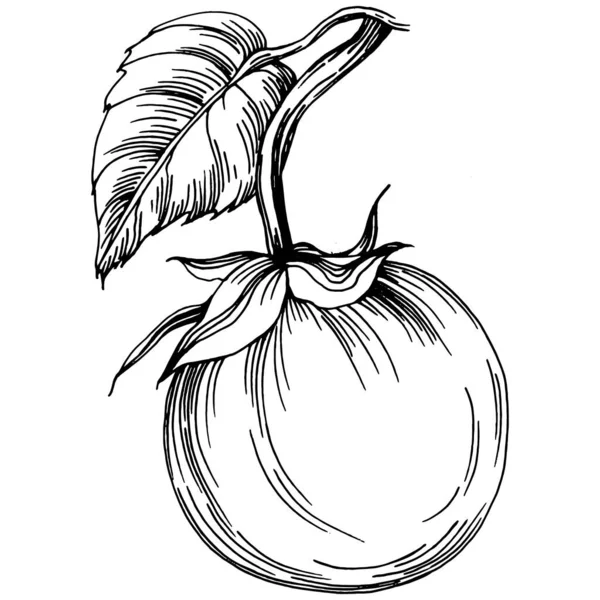 Domates yalıtılmış elementler. Sebzeler vektör çizimi. İşlemeli stil. Tarım piyasasında ürün. Tasarım menüsü, etiket, rozet, pankart ve tanıtım için en iyi yer.