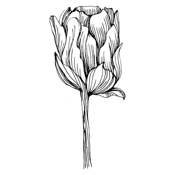 Fleur Pivoine Pivoines Botaniques Florales Élément Illustration Isolé Dessin Vectoriel — Image vectorielle