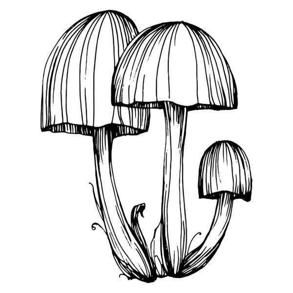 Logo için mantar çizimi. Mantar dövmesi sanat tarzında detaylı. Beyaz arka planda siyah beyaz klipsli sanat. Antika vintage gravür çizimi.
