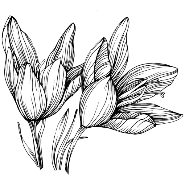 Krokus Nebo Šafrán Květinová Botanická Květina Izolovaný Ilustrační Prvek Vektorové — Stockový vektor